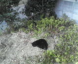 くろ・はらっぱ