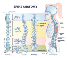 写真 腰痛 脊椎 (276x240)