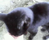 �������ϥ󥰥꡼����