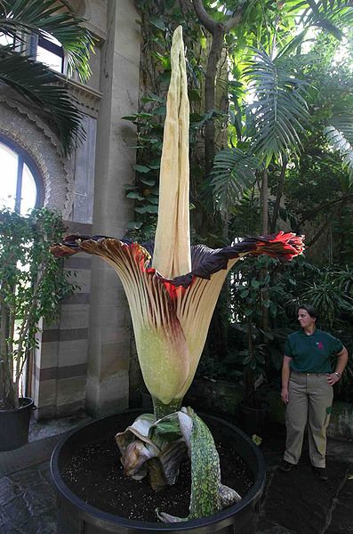 Titan-arum