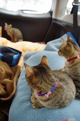 猫と雪を見にいくドライブ キジトラ猫の３姉妹