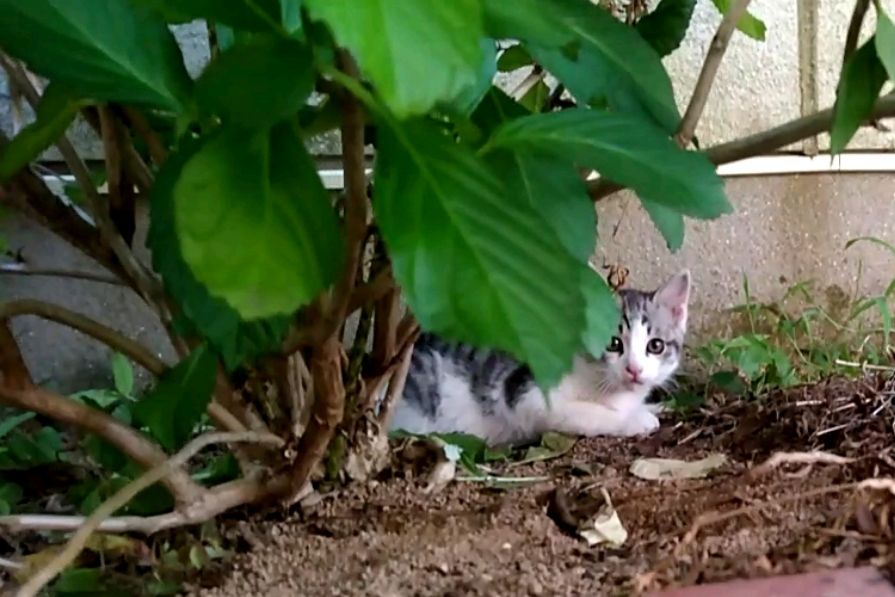 子猫ちゃんの里親募集②長崎市より : けーあいさんのdiary
