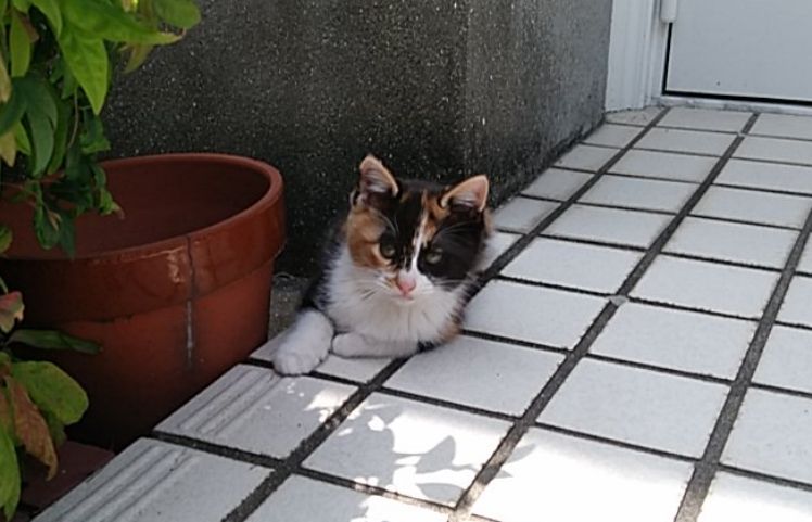 子猫ちゃんの里親募集②長崎市より : けーあいさんのdiary
