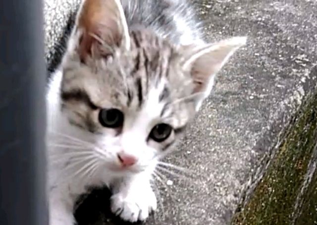 子猫ちゃんの里親募集②長崎市より : けーあいさんのdiary