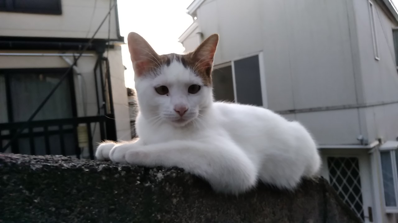 里親募集😺生後半年~長崎市より : けーあいさんのdiary