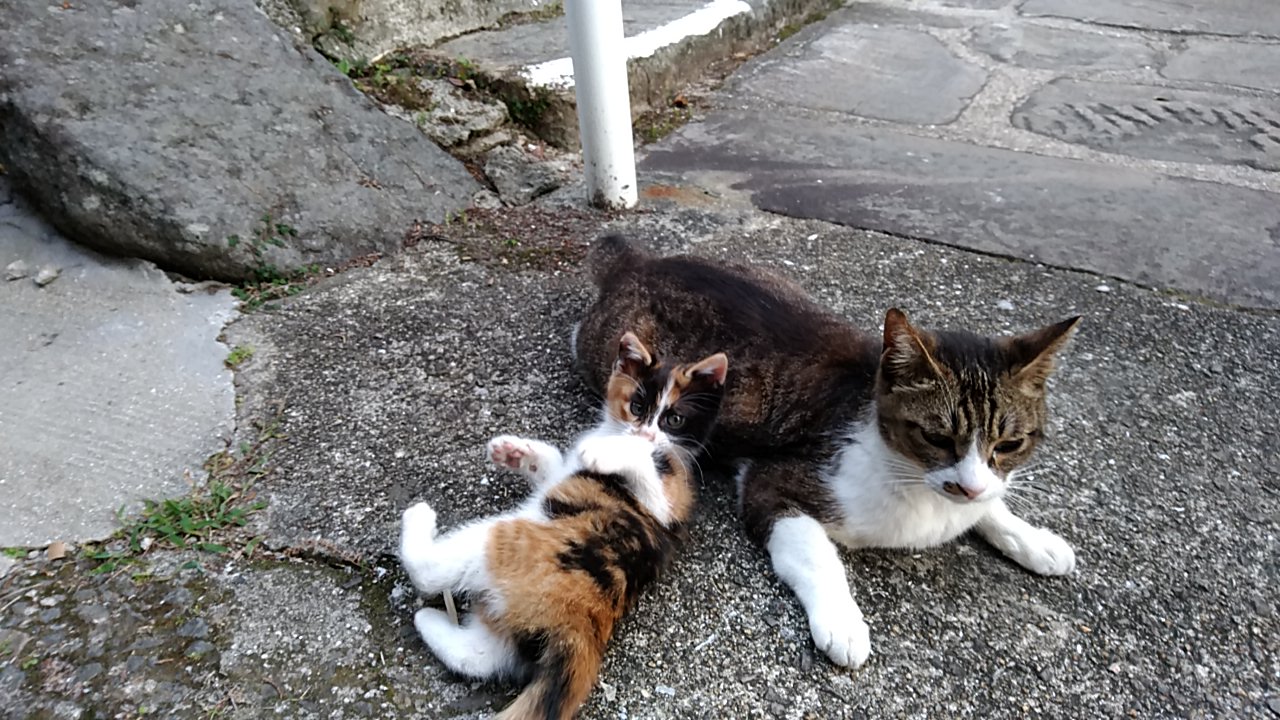 野良猫の里親募集 長崎市より けーあいさんのdiary 野良猫の里親募集 長崎市より けーあいさんのdiary