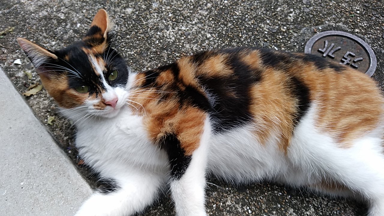里親募集😺生後半年～長崎市より : けーあいさんのdiary