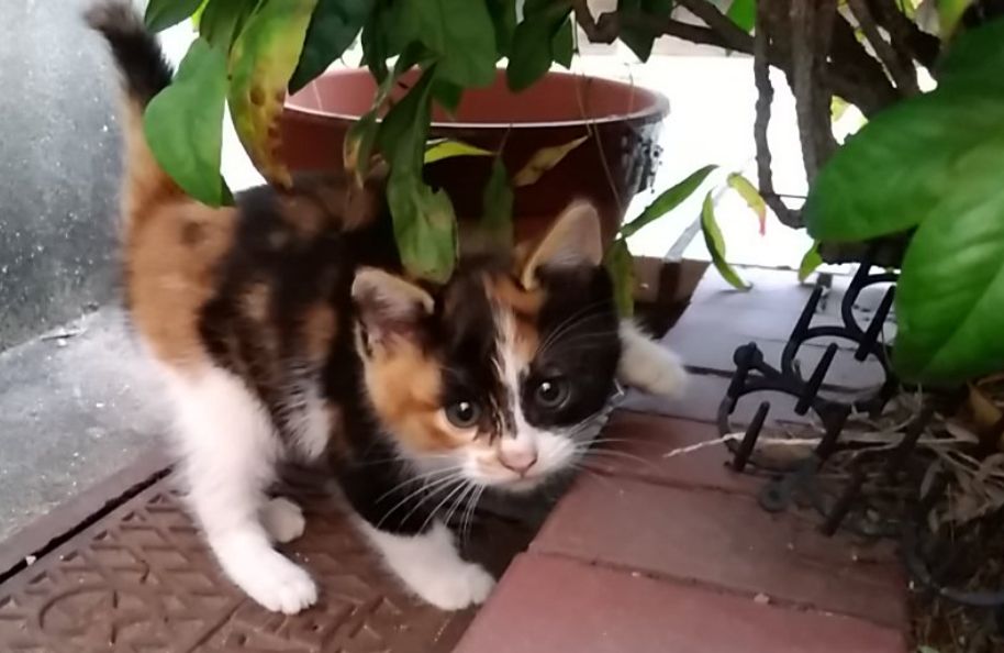 子猫ちゃんの里親募集 長崎市より けーあいさんのdiary 子猫ちゃんの里親募集 長崎市より けーあいさんのdiary