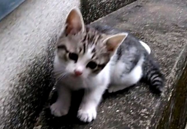 子猫ちゃんの里親募集②長崎市より : けーあいさんのdiary