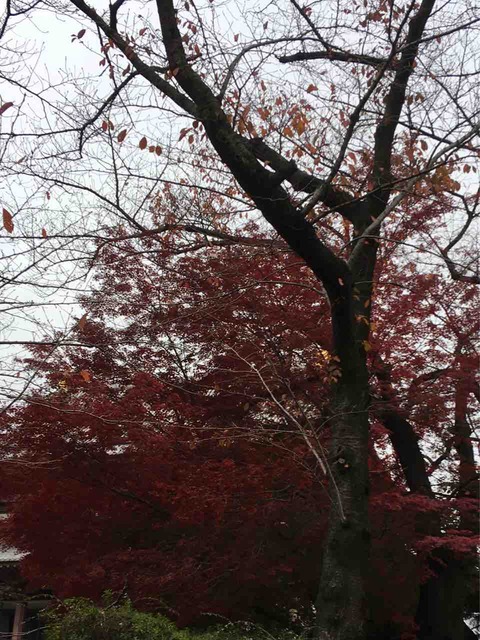 紅葉