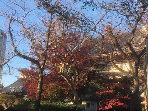 紅葉