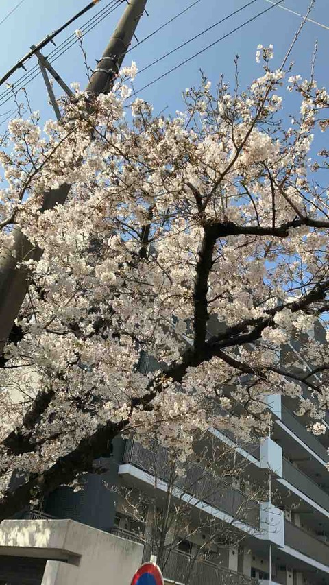 2024年桜