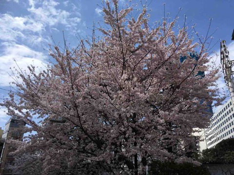 2022年　桜