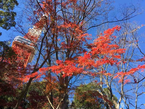 紅葉