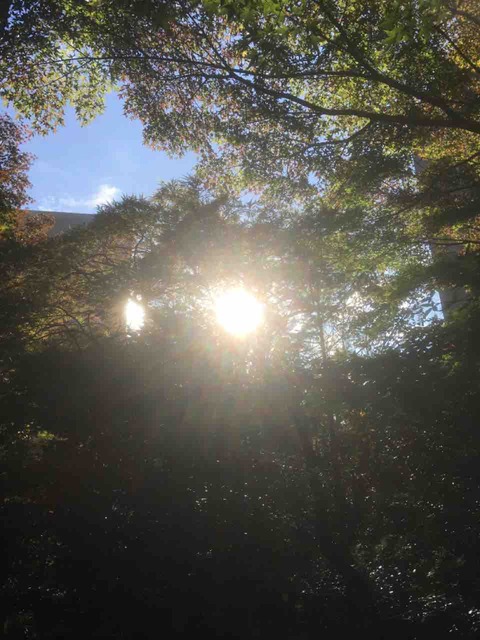 木漏れ日