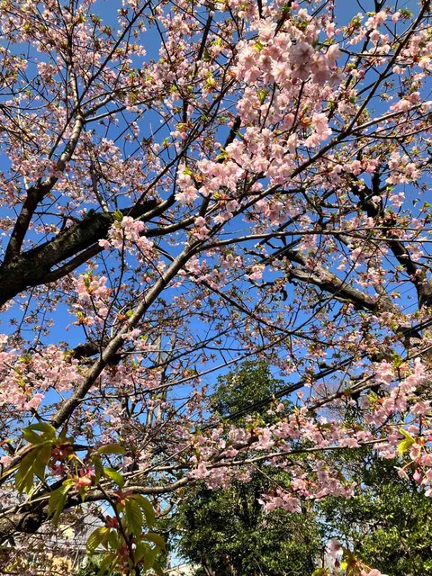 2024年桜