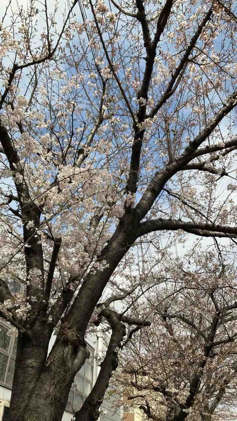 2024年桜