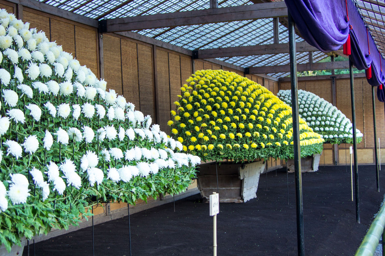 新宿御苑「菊花壇展」見てきました。 : http://fujikuns.blog.jp/