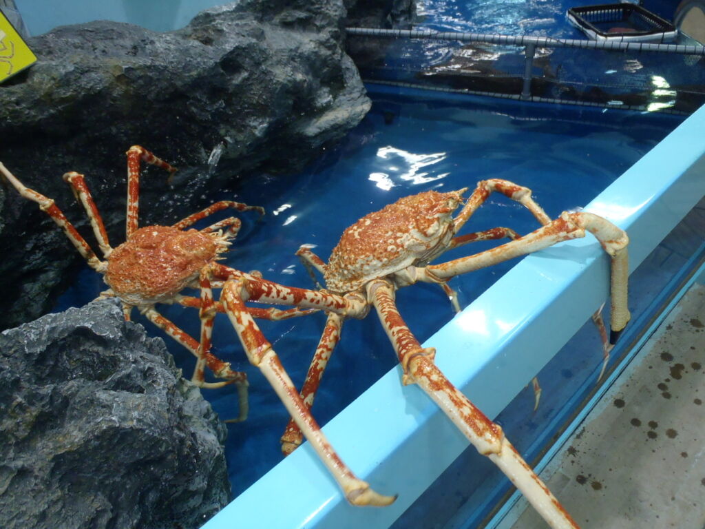 タカアシガニ