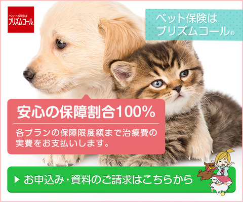 犬猫バナー四角①
