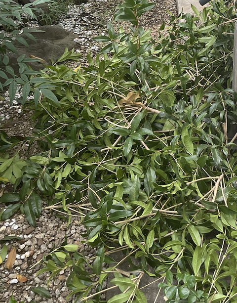 スクリーンショット 2024-06-27 9.50.12