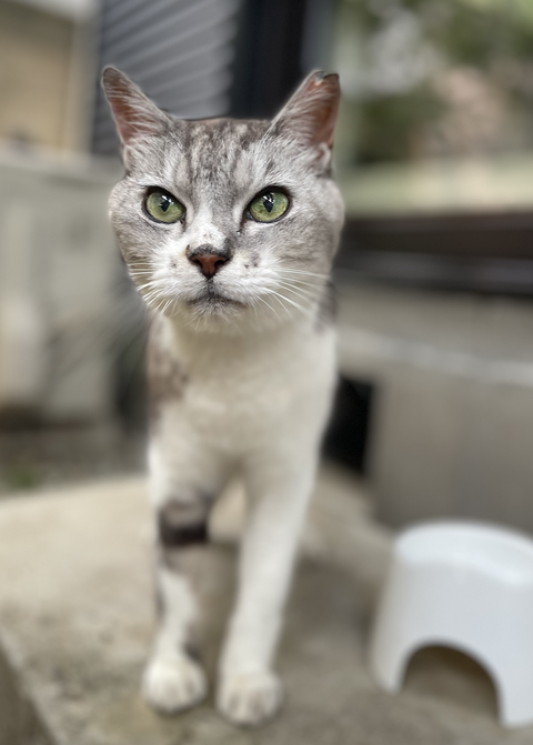 スクリーンショット 2025-08-06 0.16.45