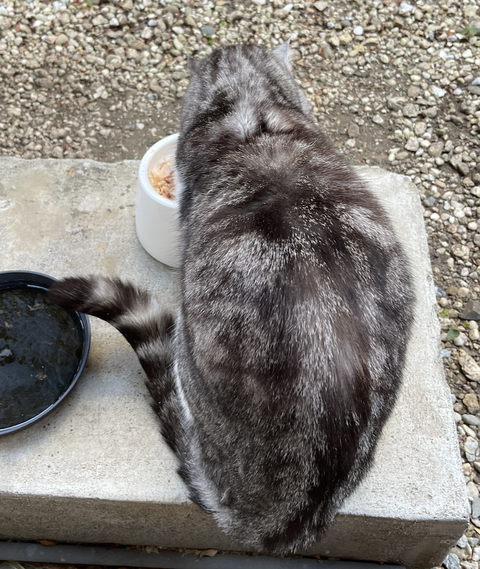 スクリーンショット 2025-02-26 1.03.29