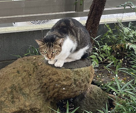 スクリーンショット 2024-10-31 23.44.51