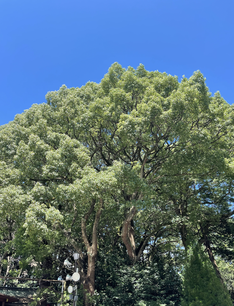 スクリーンショット 2022-08-24 15.50.32