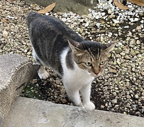 スクリーンショット 2024-09-05 10.23.21