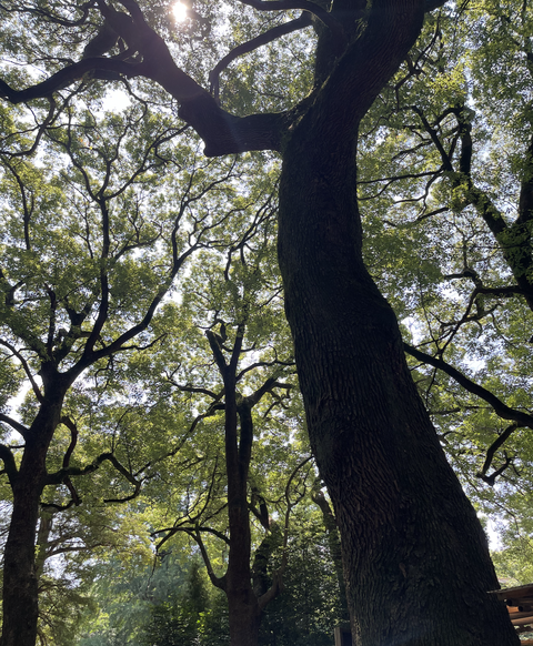 スクリーンショット 2025-08-11 15.56.56