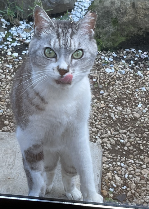 スクリーンショット 2024-03-31 13.11.29