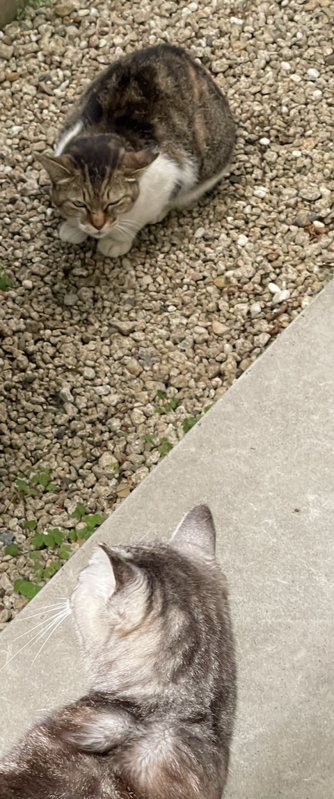 スクリーンショット 2025-08-17 17.31.06