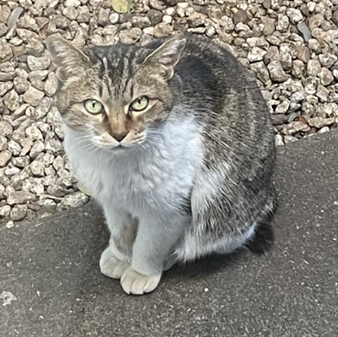 スクリーンショット 2025-03-06 10.31.58