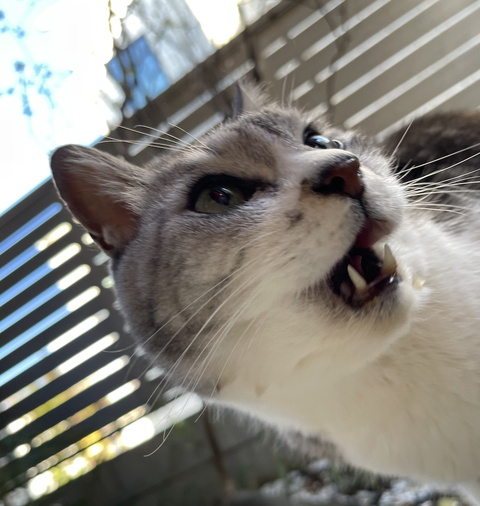 スクリーンショット 2024-03-28 10.06.44