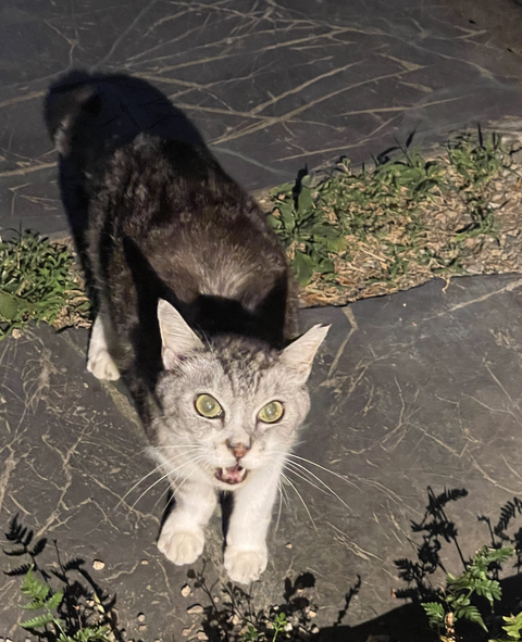 スクリーンショット 2025-09-04 9.54.05