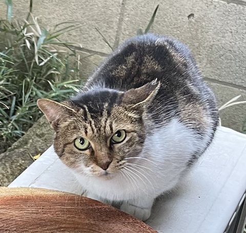 スクリーンショット 2024-11-29 12.46.12