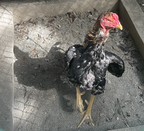 スクリーンショット 2022-09-29 11.14.25