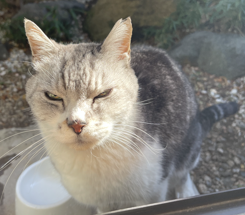 スクリーンショット 2024-12-31 12.52.58