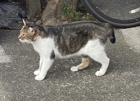 スクリーンショット 2025-08-10 13.50.44