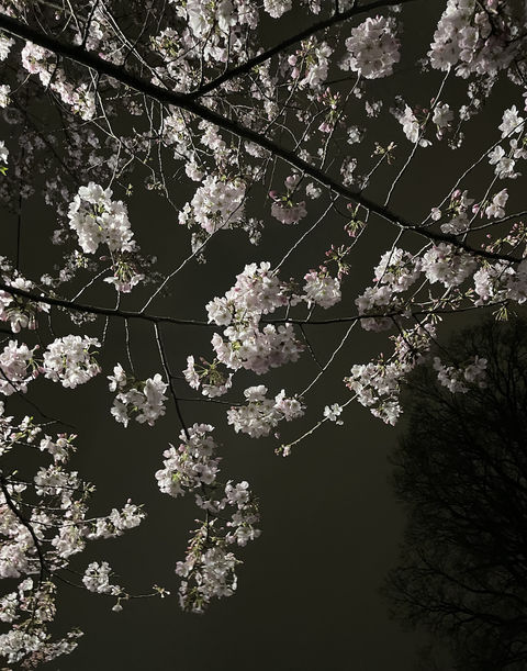 スクリーンショット 2024-04-01 13.02.14