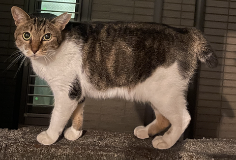 スクリーンショット 2023-09-07 11.27.52