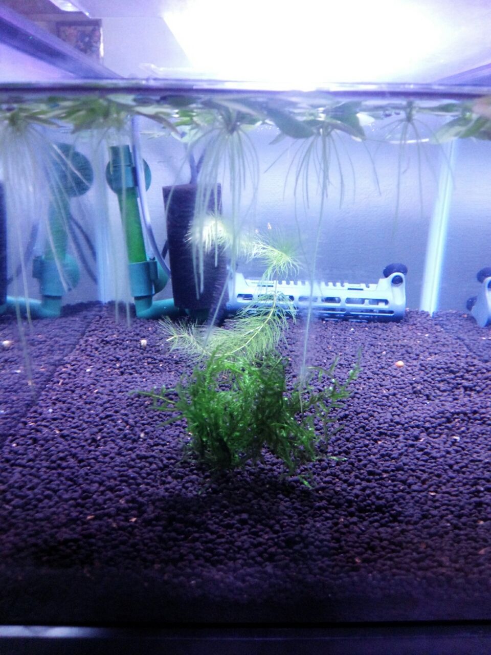 立ち上げ中水槽 Flatebiの備忘録