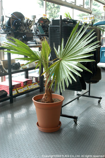 ワシントンヤシ苗木 斑入り [突然変異] ワシントンヤシ／わしんとんや