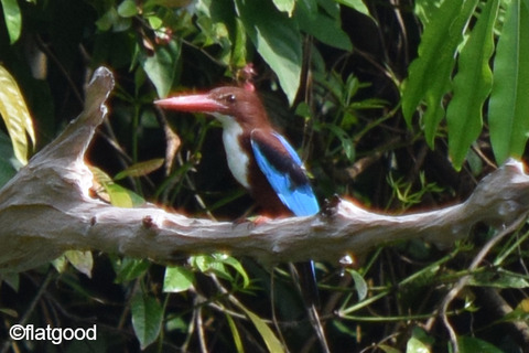 White-Throated-Kingfisher