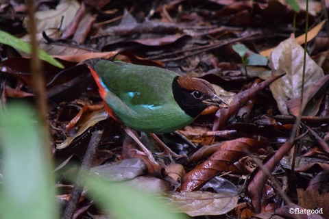 Hooded Pitta 1