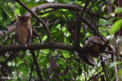 Buffy Fish Owl