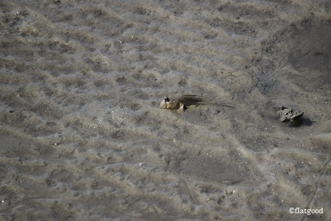 mudskipper