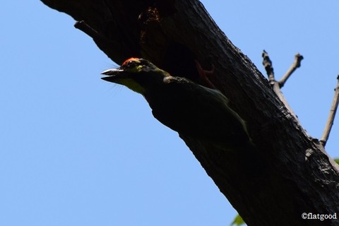 Coppersmith Barbet 1