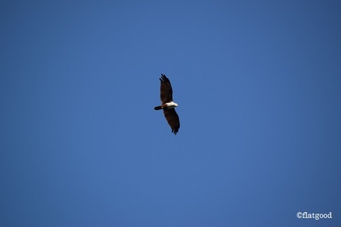 brahminy kite